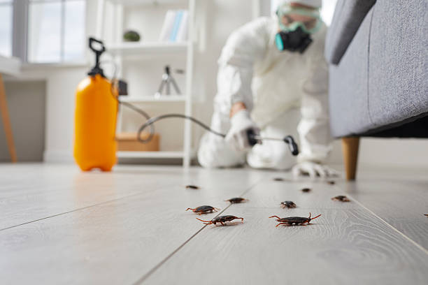 Commercial Rodent Management in Norlina